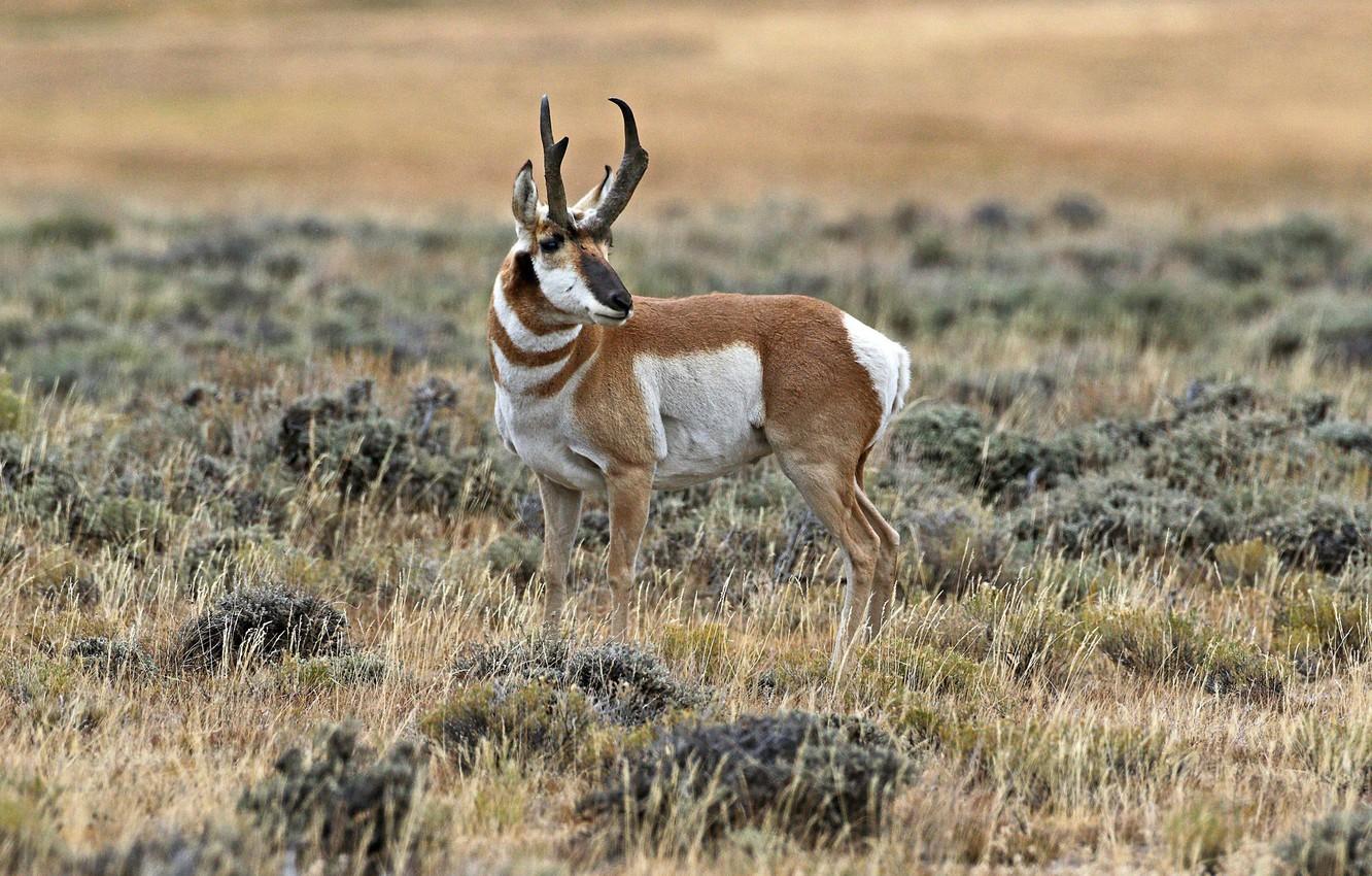 Wallpapers horns, mammal, antelope, pronghorn image for