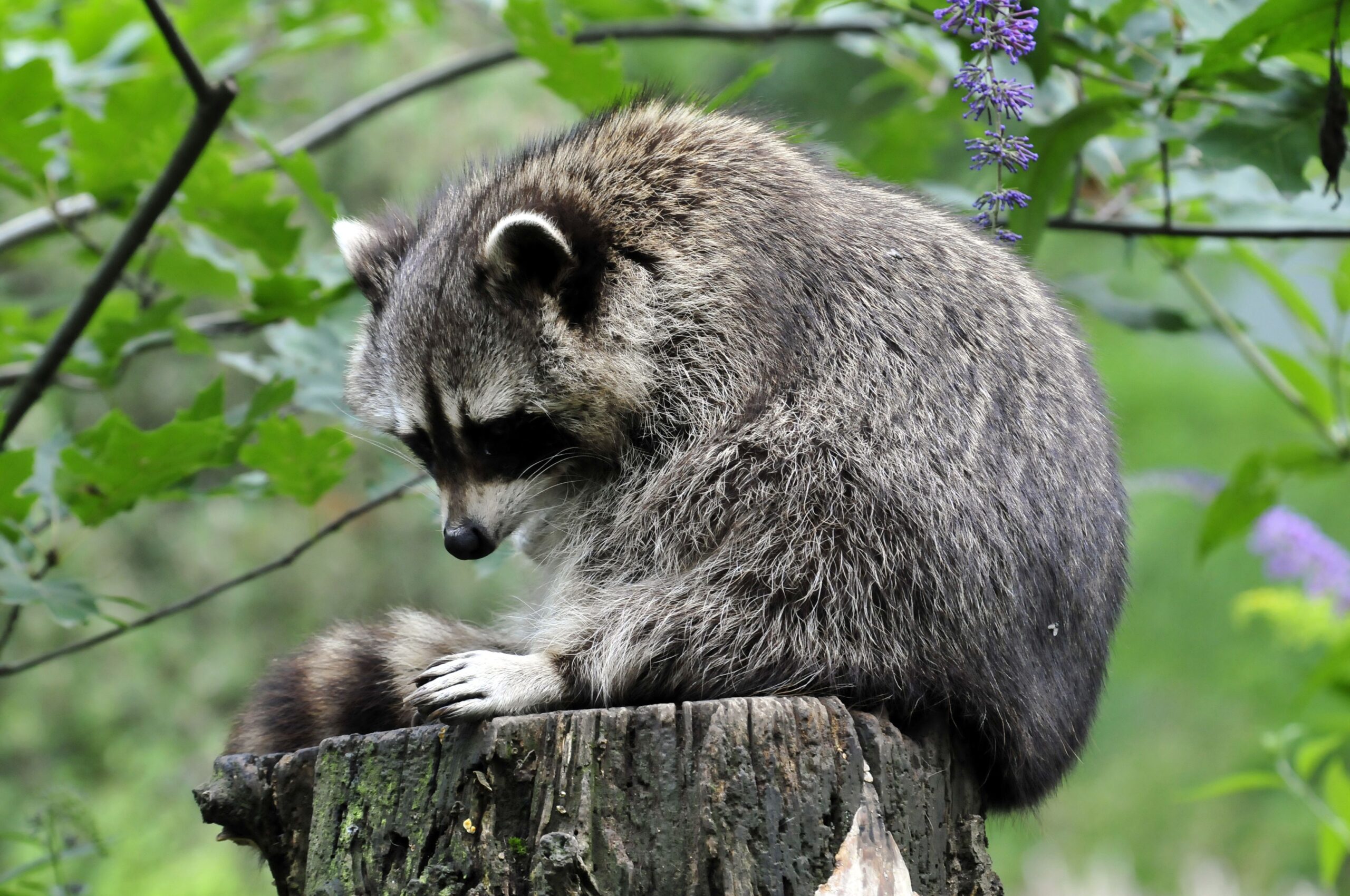 Wallpapers Raccoons Tree stump Animals