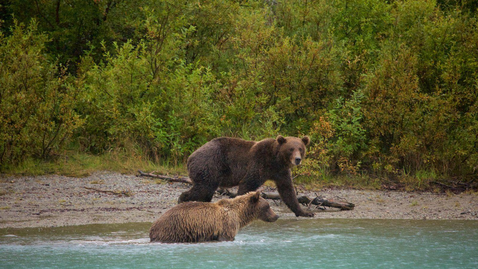 Animal Pictures: View Image of Southwest Alaska