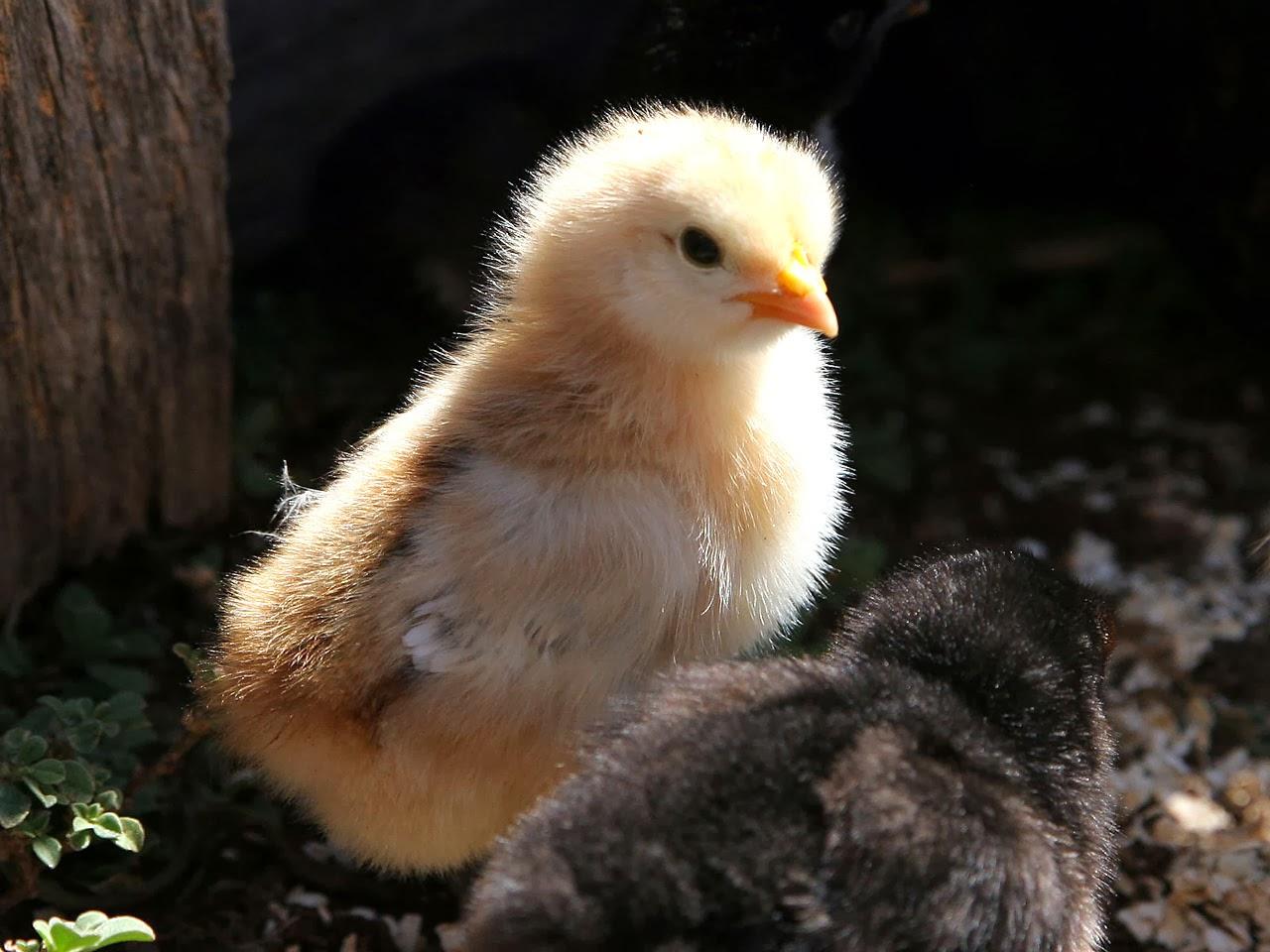 Image,cute Baby Chick Computer Wallpapers,cute Baby