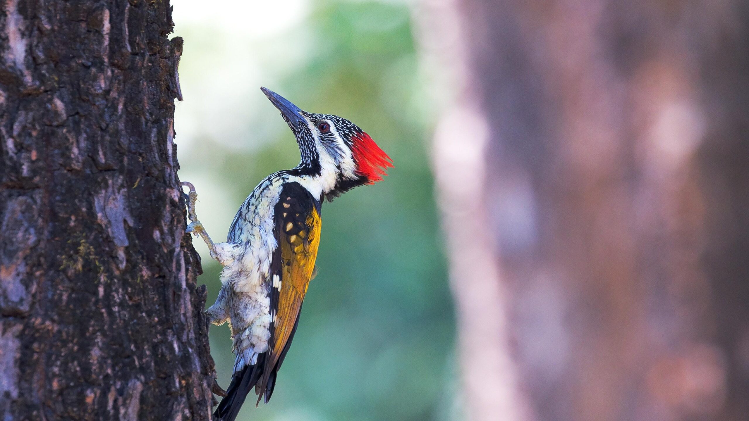 Bird Woodpecker on Tree Nature HD Wallpapers