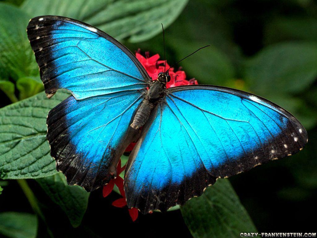 Most Beautiful Butterflies Wallpapers