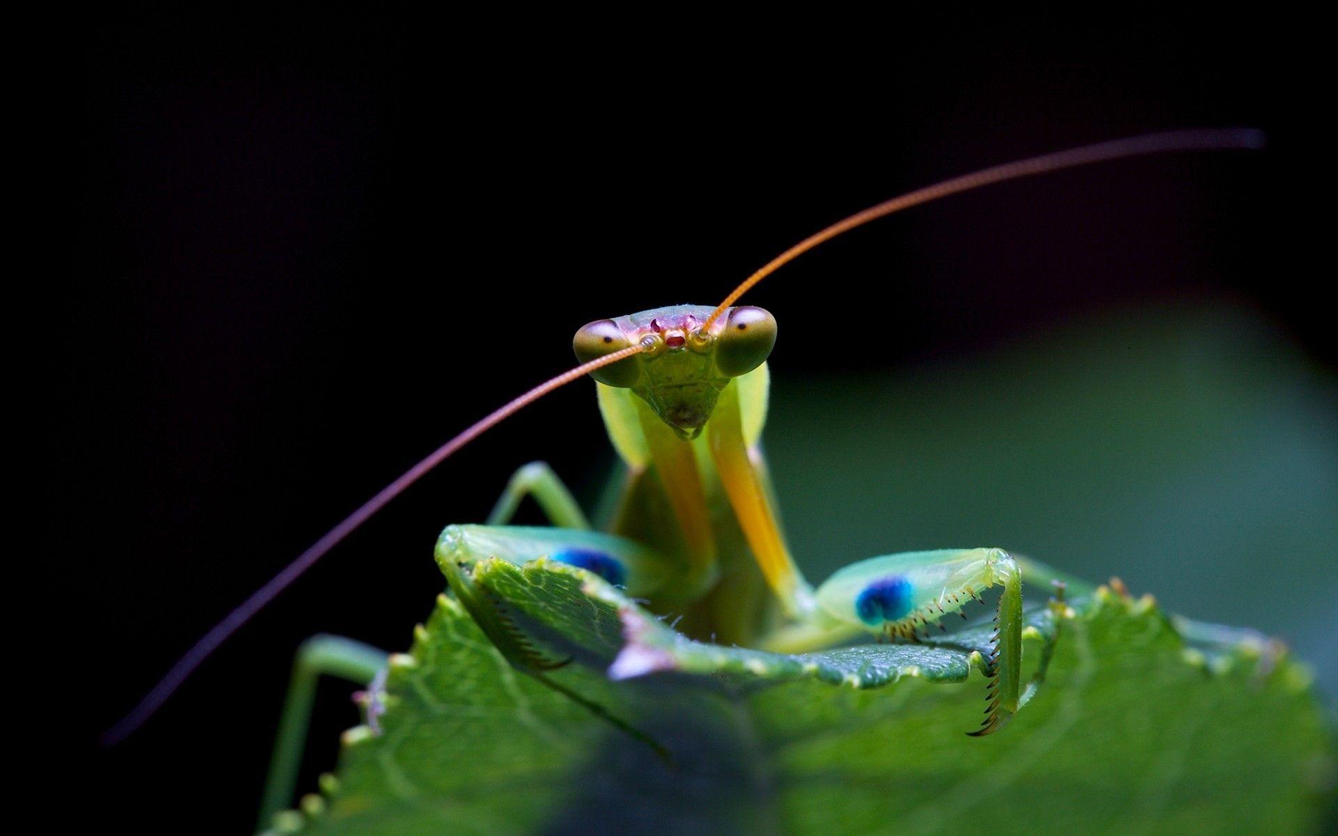 Praying Mantis Face Wallpapers HD Wallpapers