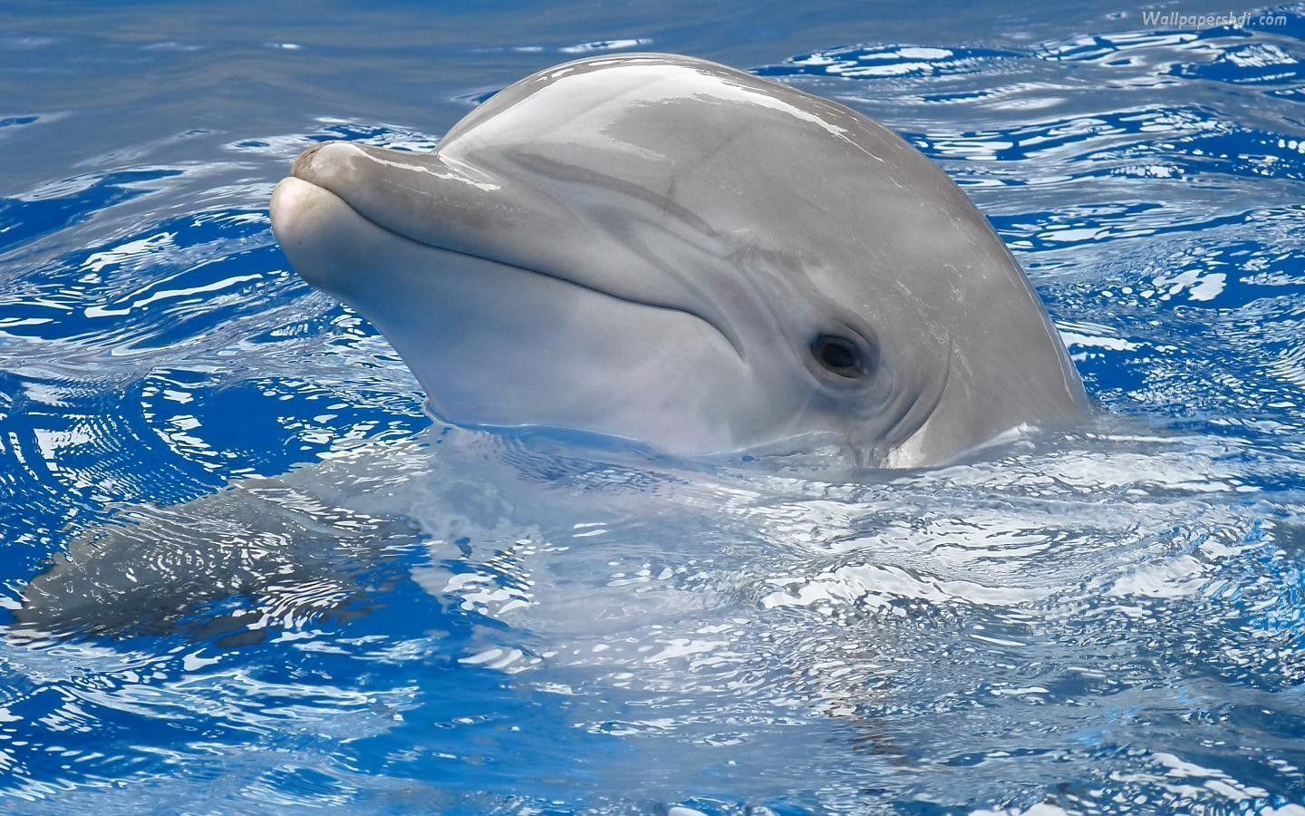 Dolphin Wallpapers Computer Desktop