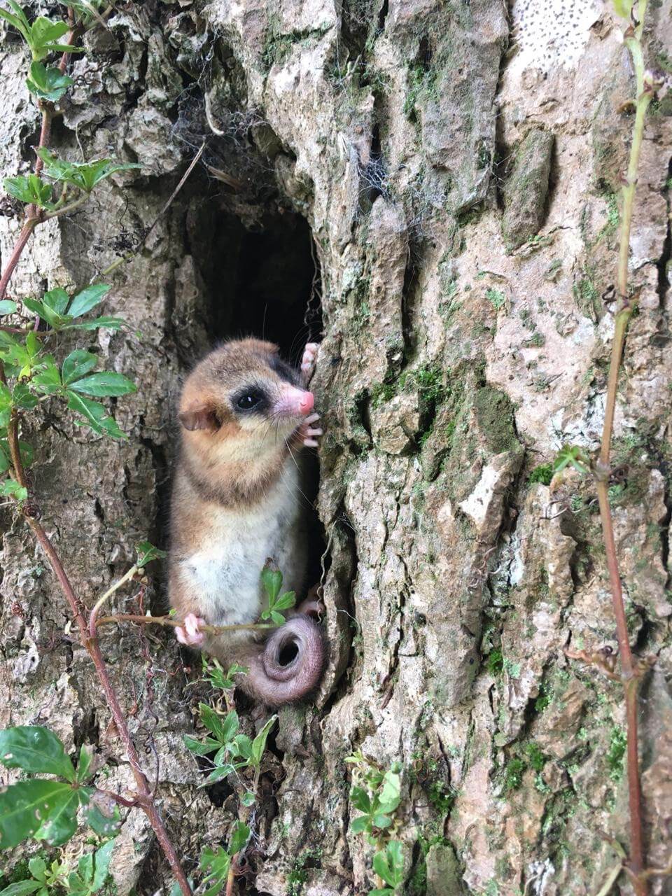 Un monito del monte en el lugar equivocado