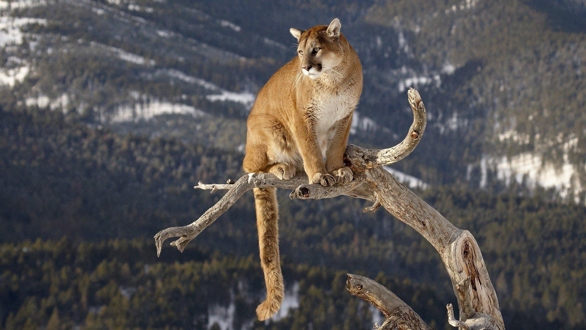 162 Cougar HD Wallpapers