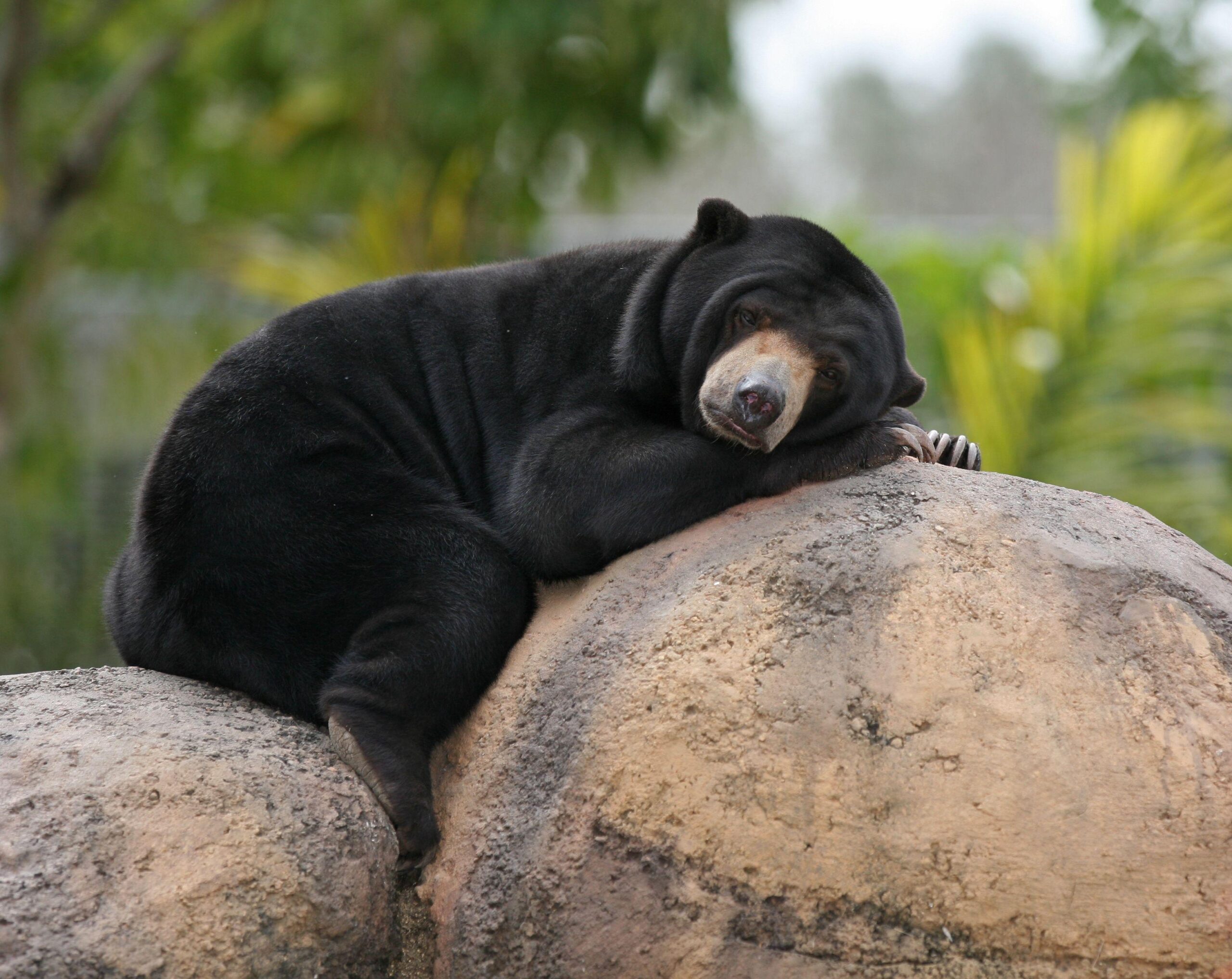 Malay Bear