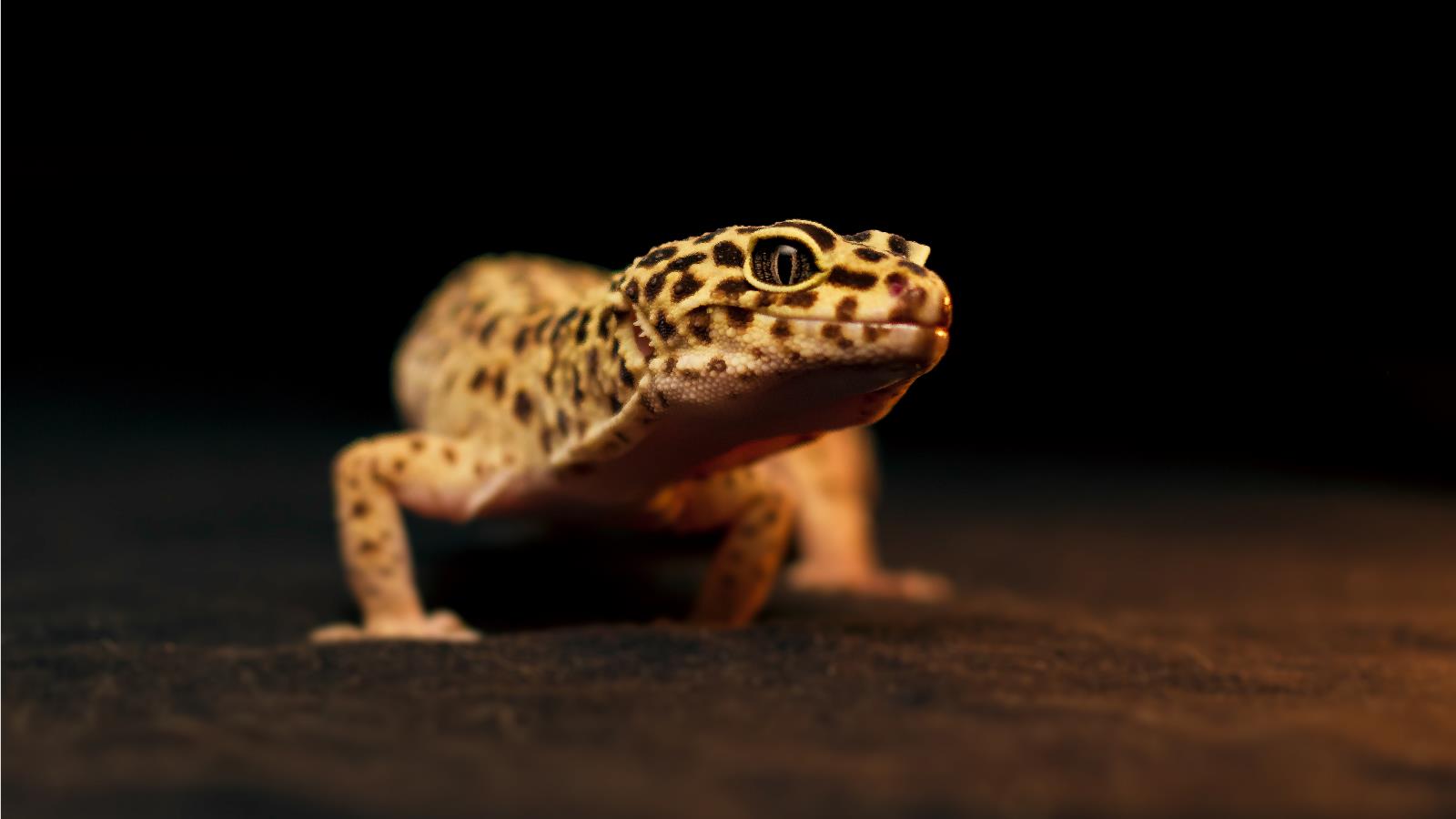 Best 20+ Gecko Wallpapers on HipWallpapers