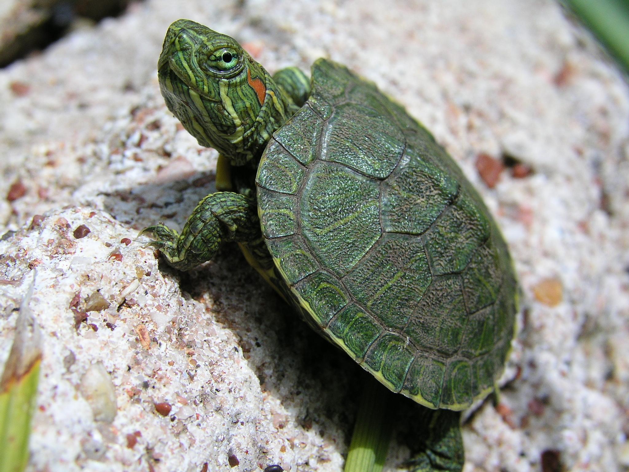 Turtle Wallpapers Free 11642 Full HD Wallpapers Desktop