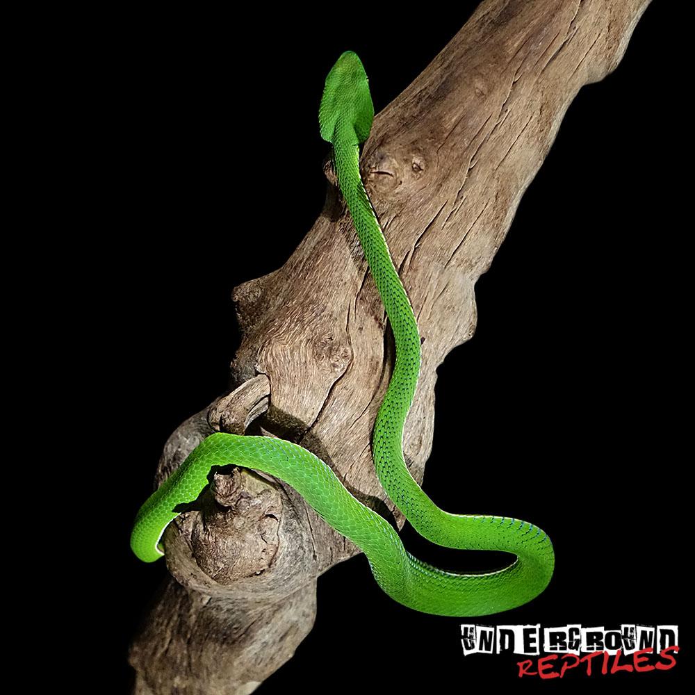 For Sale VOGELI’S BAMBOO PIT VIPER