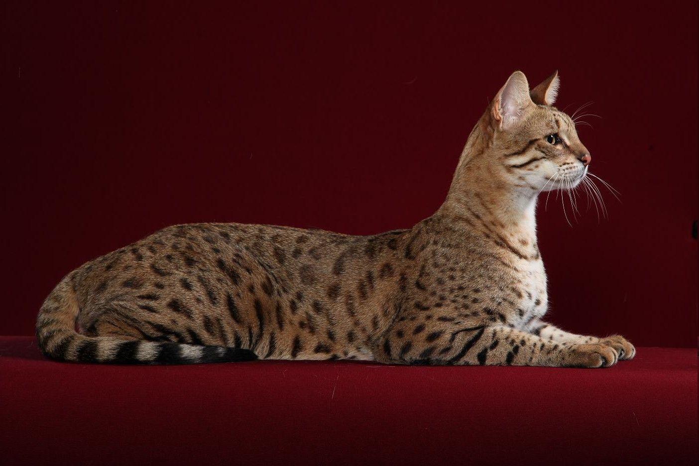 Cool Bengal Cats Full Grown – Wallpaper. Also Bengal Cat Vs