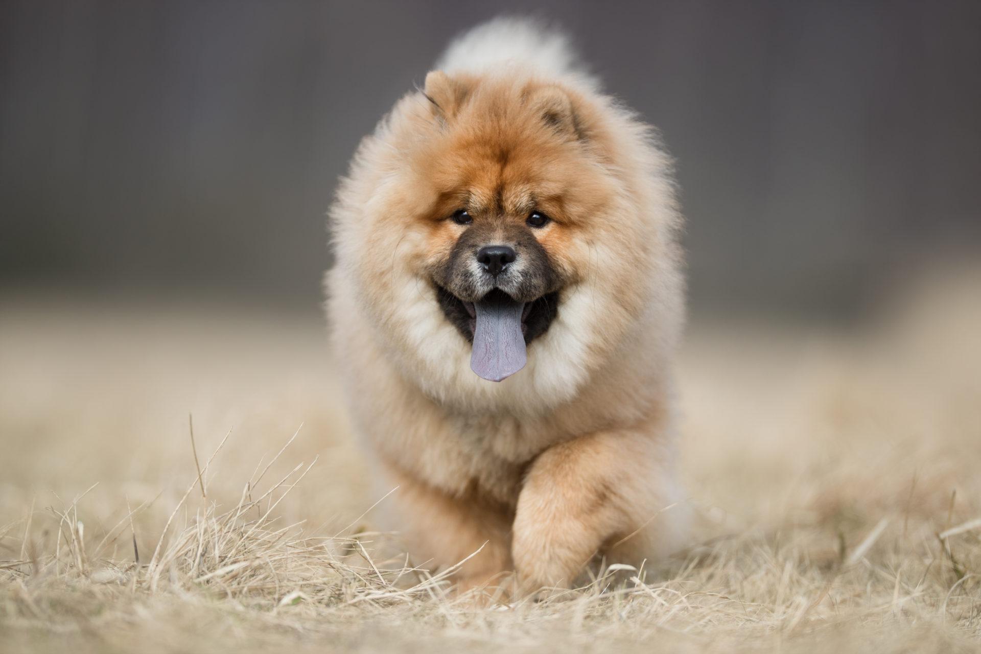 My Chow Chow HD Wallpapers New Tab Theme