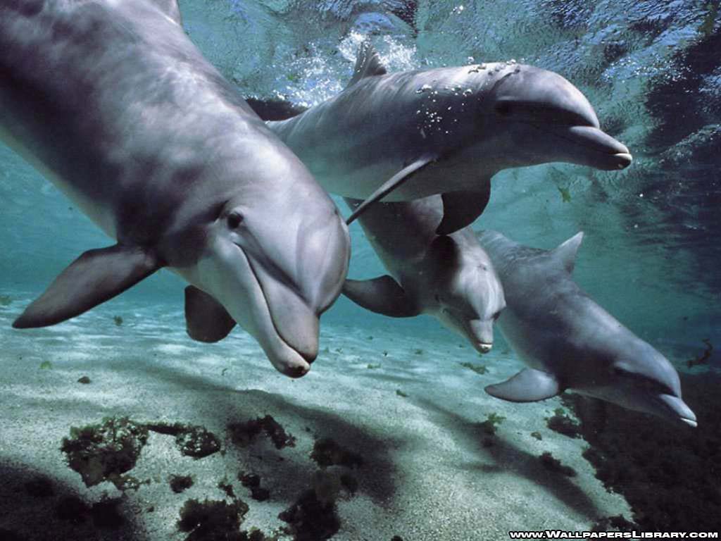 Dolphin Wallpapers 35 Backgrounds HD