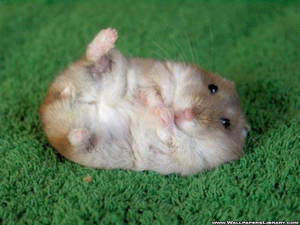 funny hamster wallpapers / funny backgrounds