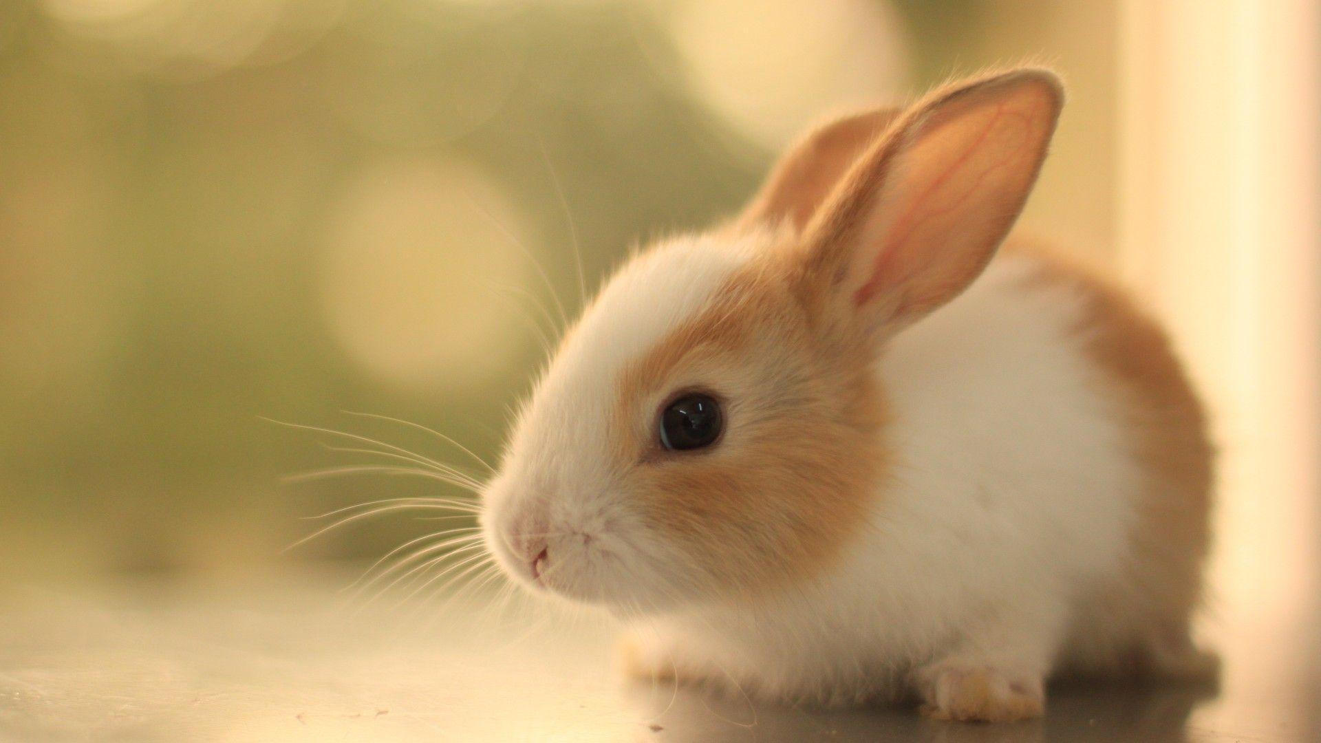 Rabbit Full HD Wallpapers Wallpapers