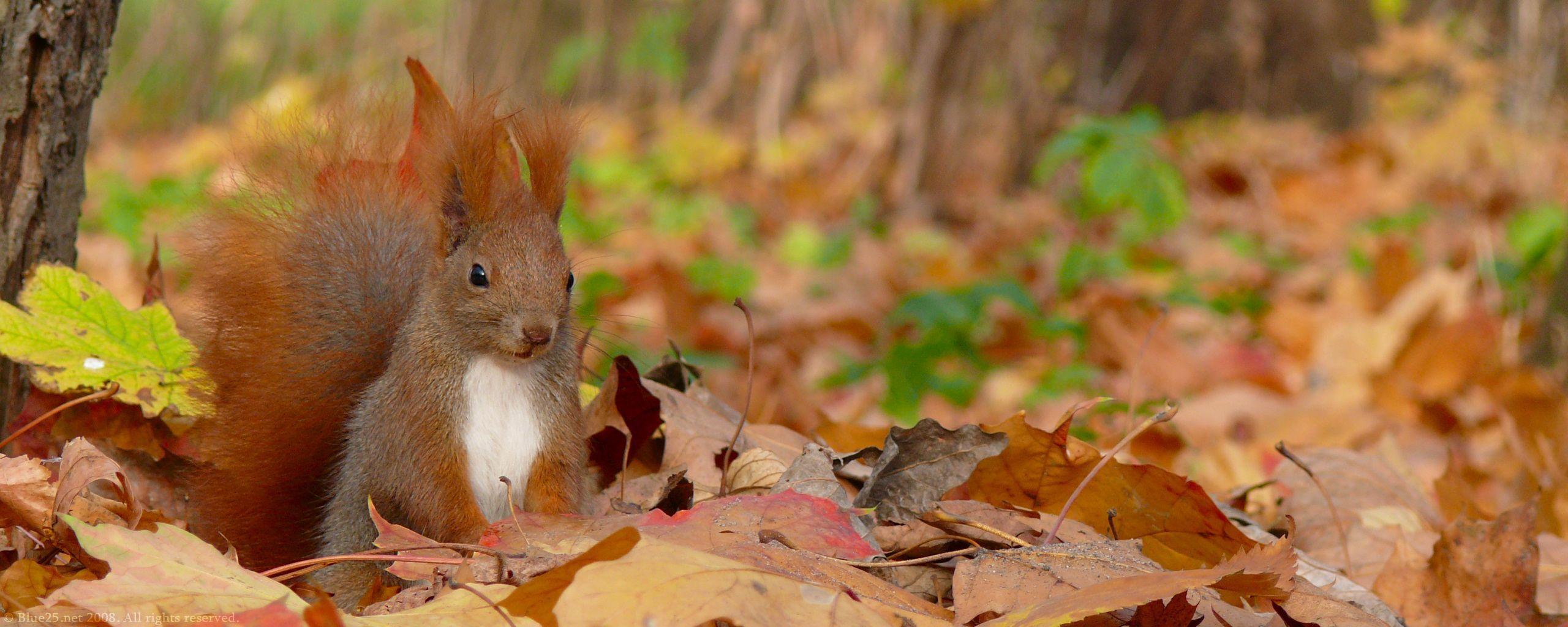 Squirrel Animal Wallpapers 3351 Image HD Wallpapers