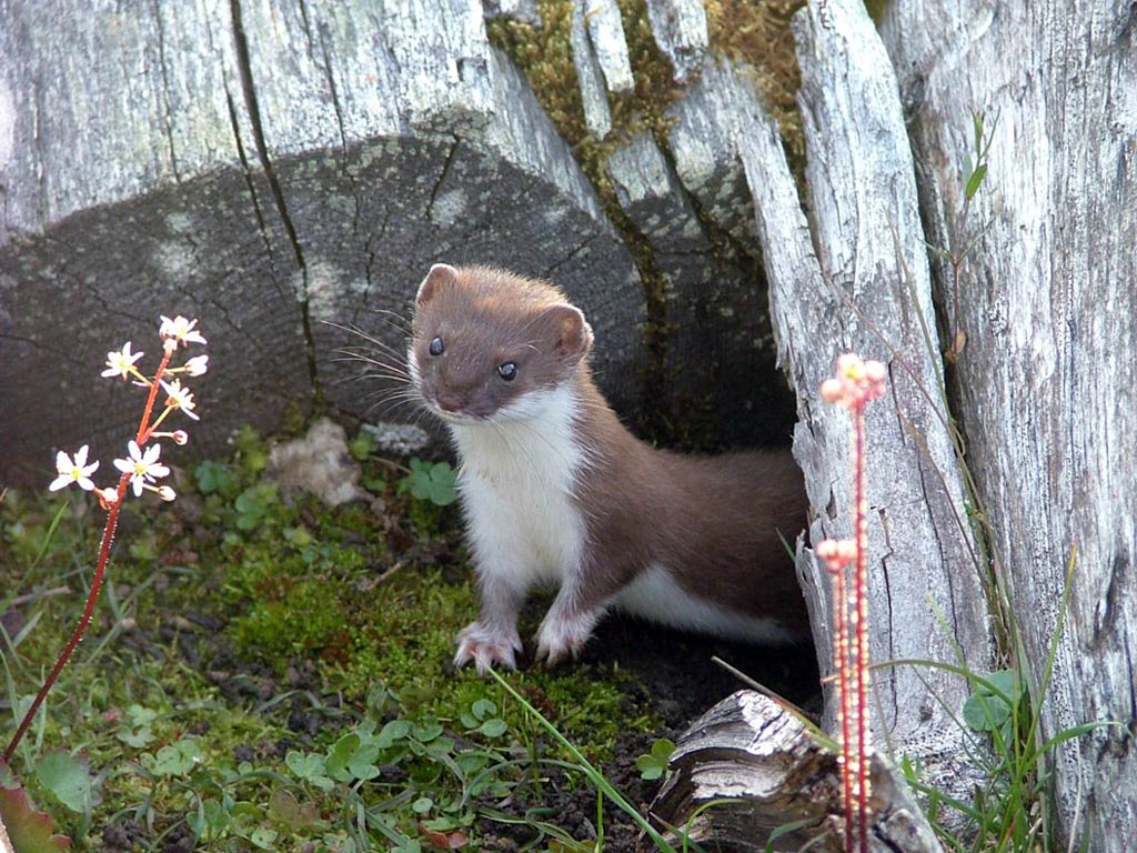 Weasel HD Wallpapers