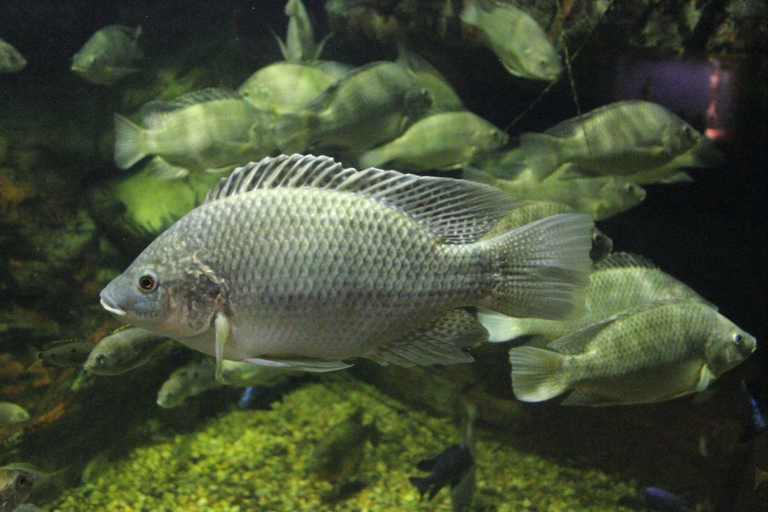 Mozambique tilapia photo and wallpaper. Cute Mozambique tilapia