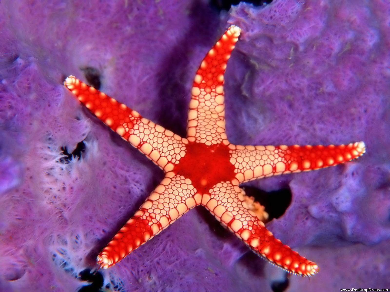 Desktop Wallpapers » Animals Backgrounds » Sea Star Palau