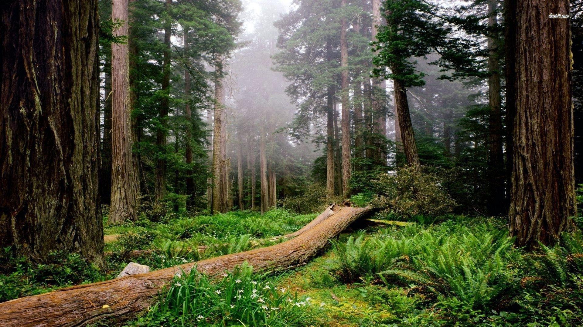 Redwood National Park Desktop Wallpapers, Redwood National Park