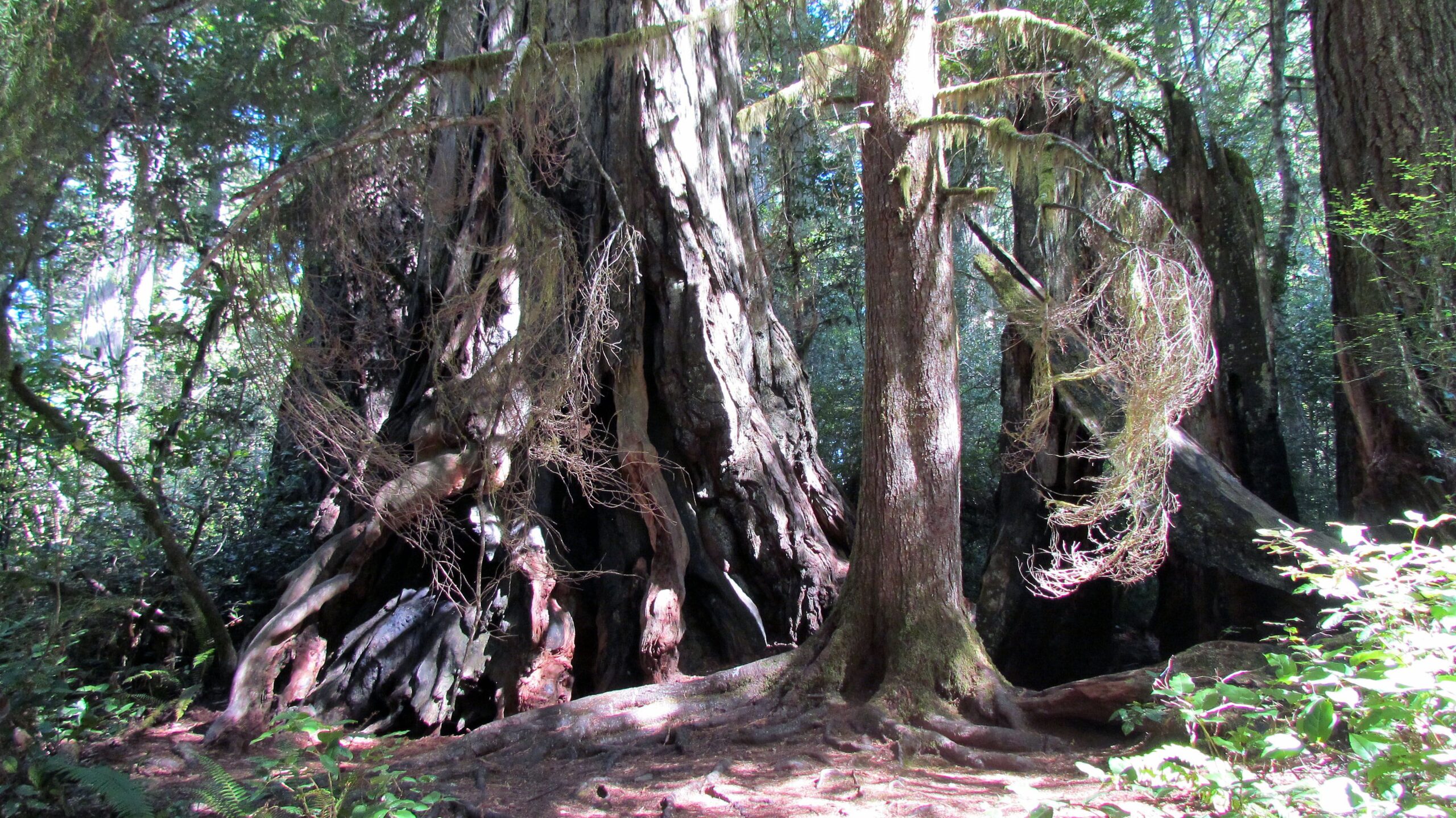 Redwood National Park