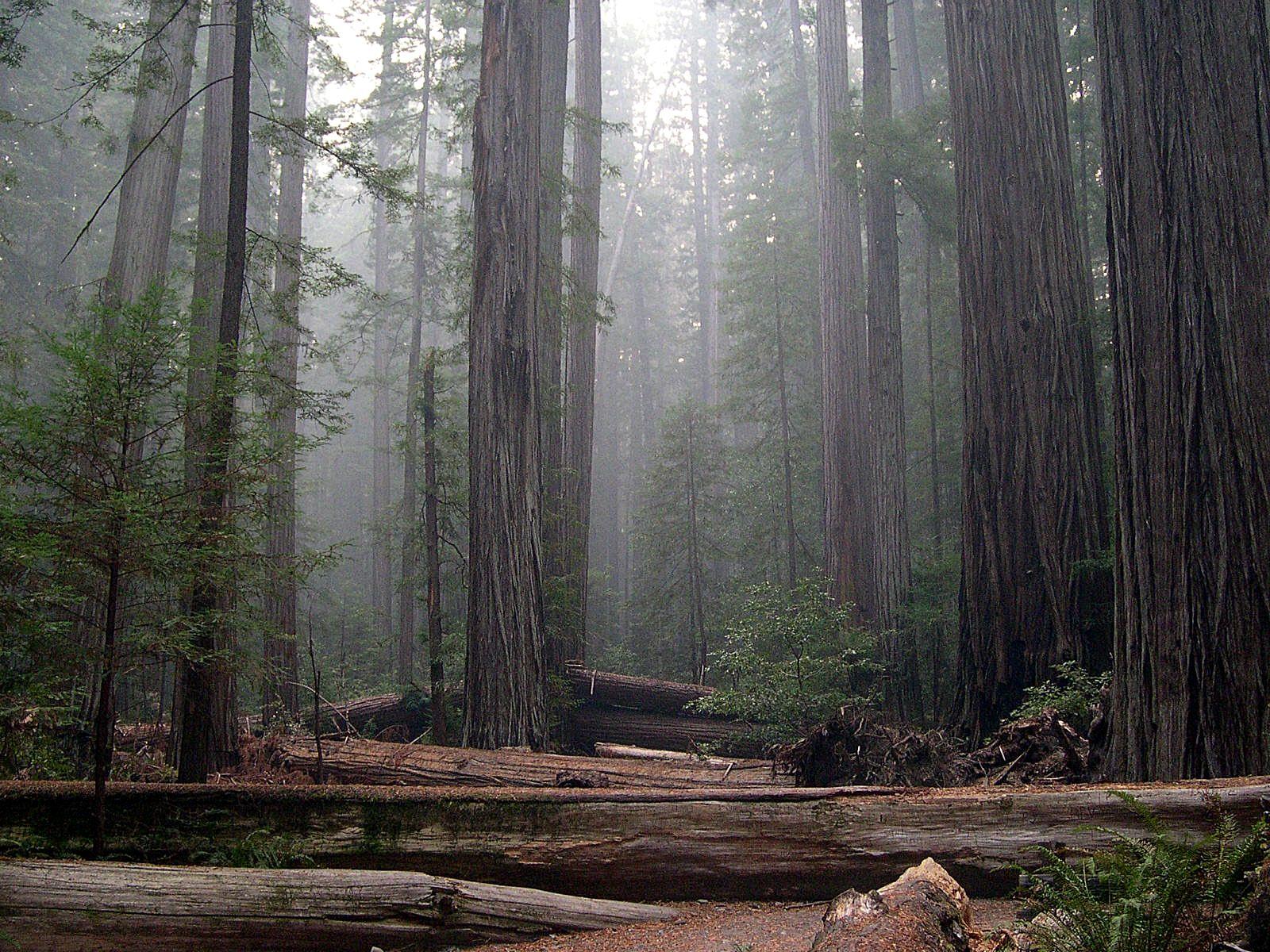 Redwood National Park!