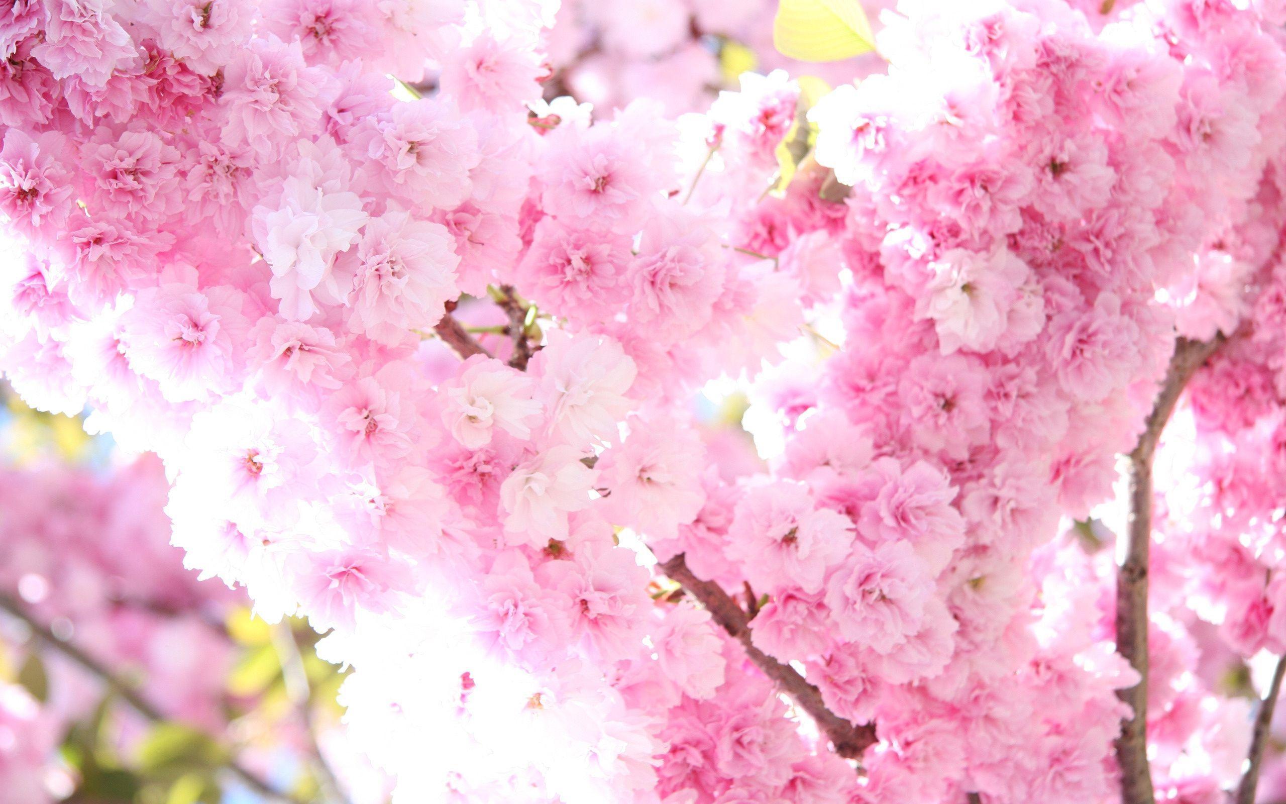 Sakura flower wallpapers hd with blossom tree