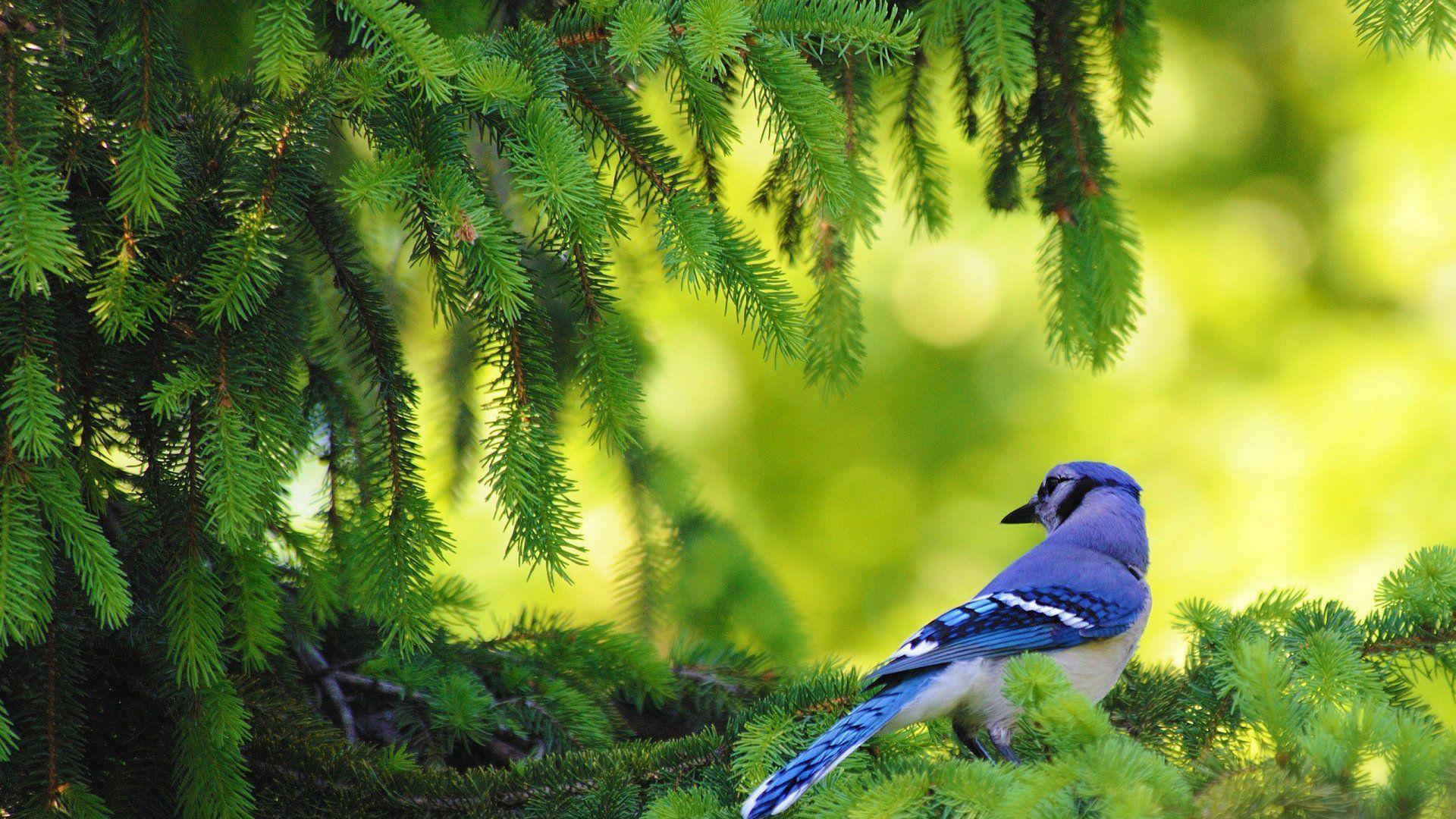 HD Blue Jay In The Pine Tree Wallpapers