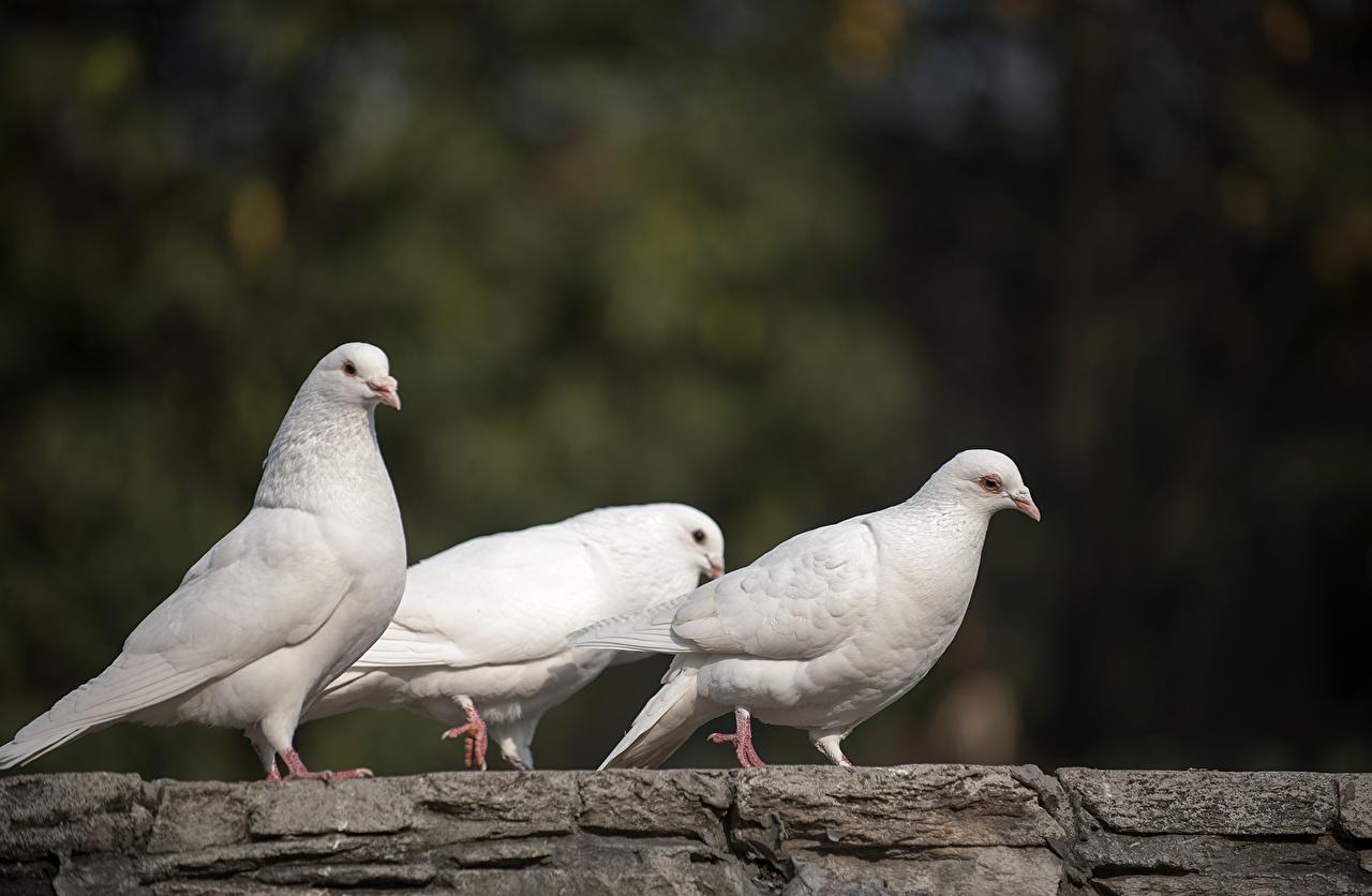 Wallpapers Birds Pigeons White Three 3 Animals