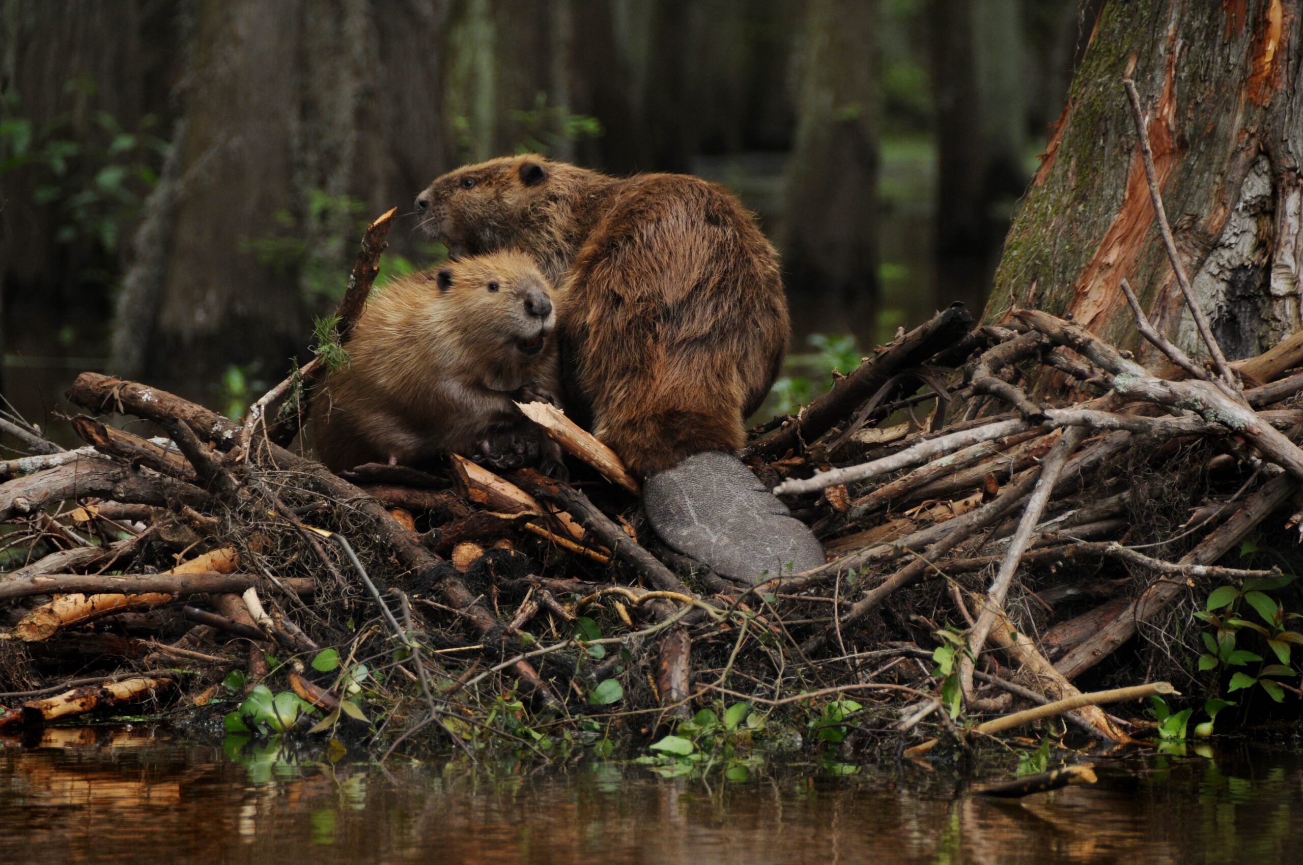 beaver, Rodent, Castor Wallpapers HD / Desktop and Mobile