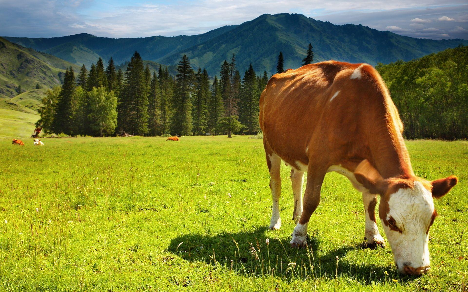 Cows image Cow HD wallpapers and backgrounds photos