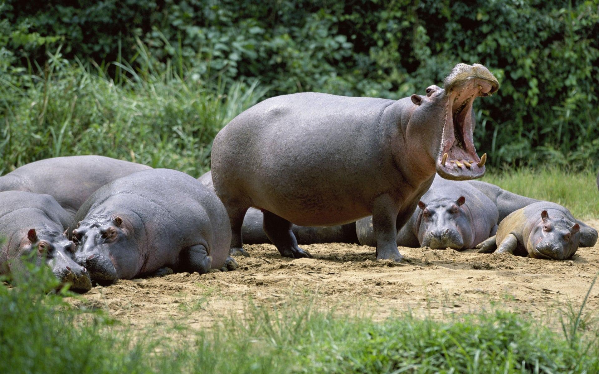 Hippopotamus Animals Free Image High Defination Wallpapers