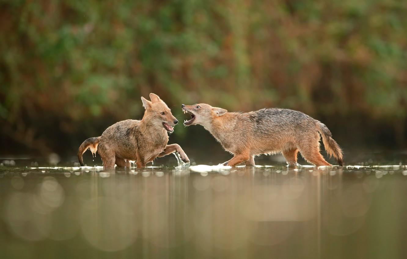 Wallpapers fight, in the water, jackals image for desktop