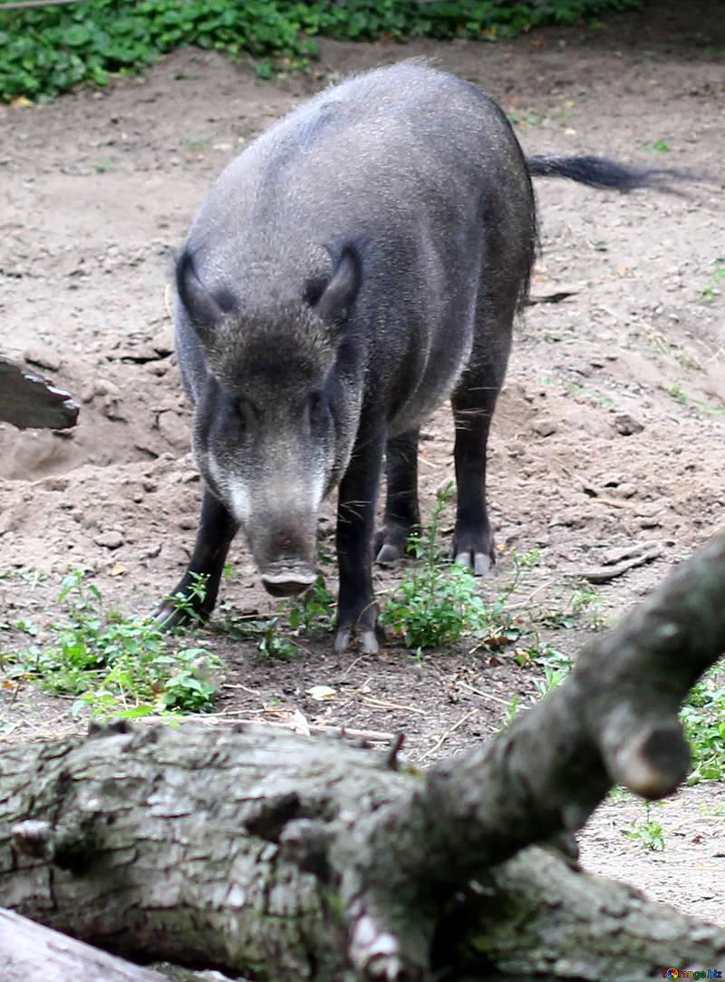 2019 year of the pig peccary winter № 46045