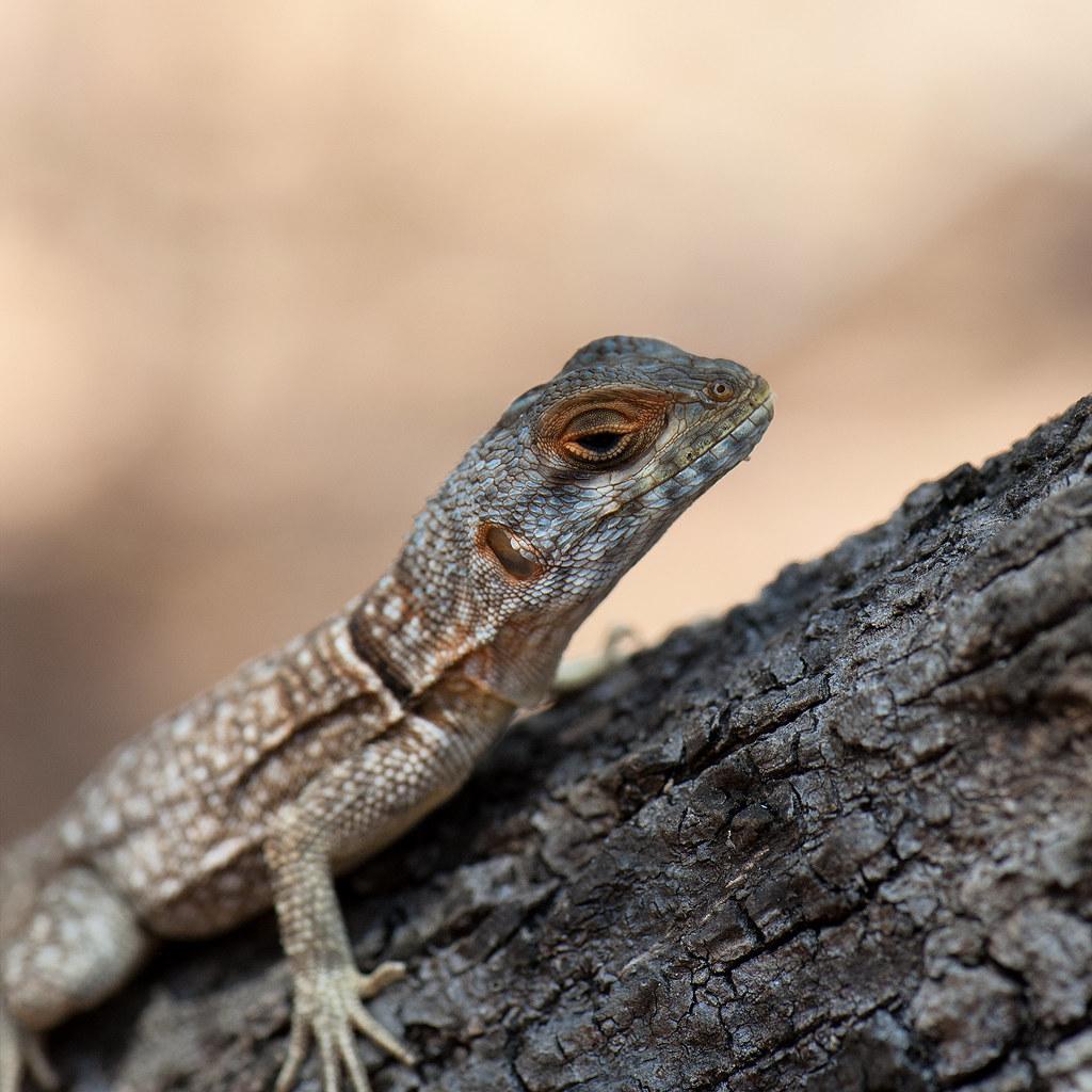 The World’s most recently posted photos of iguanid