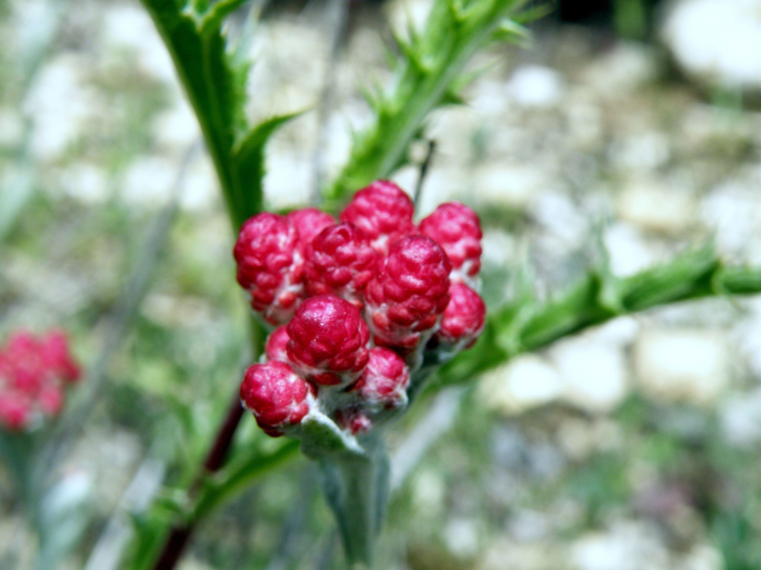 File:Happy Tu Bishvat