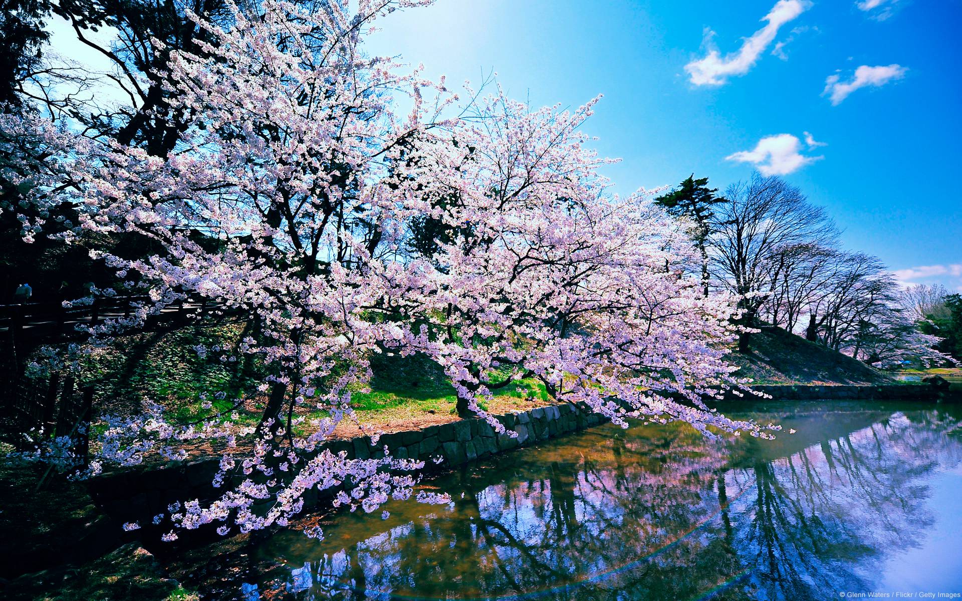 Cherry Blossom Wallpapers