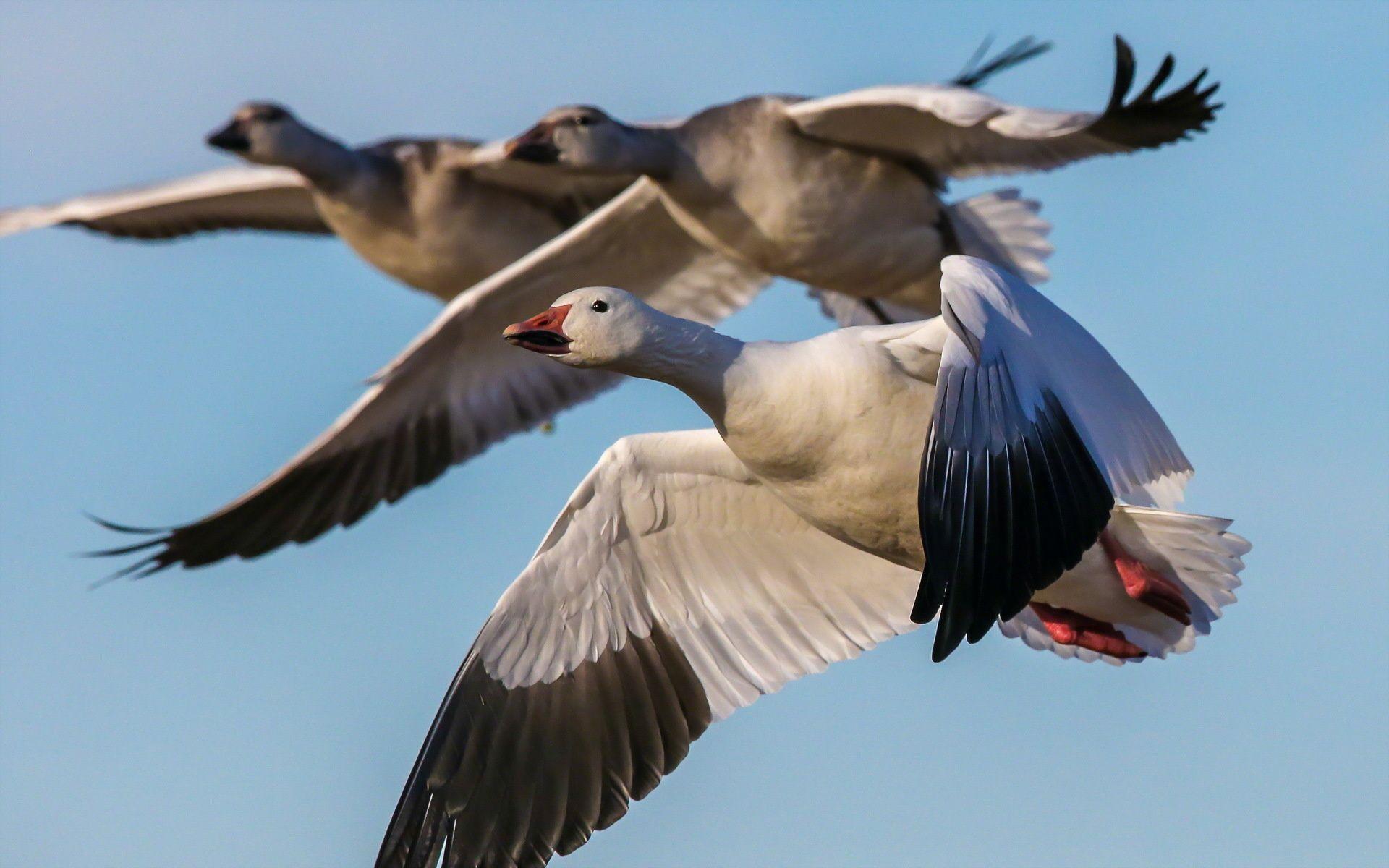 Goose Flying