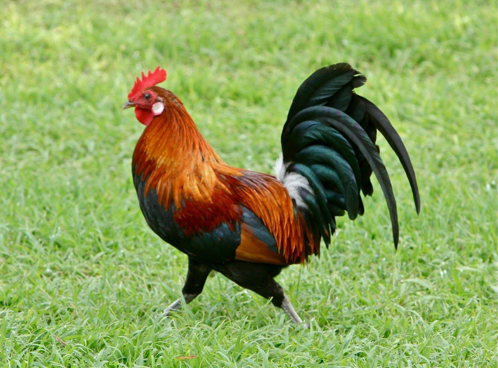 Rooster HD Wallpapers