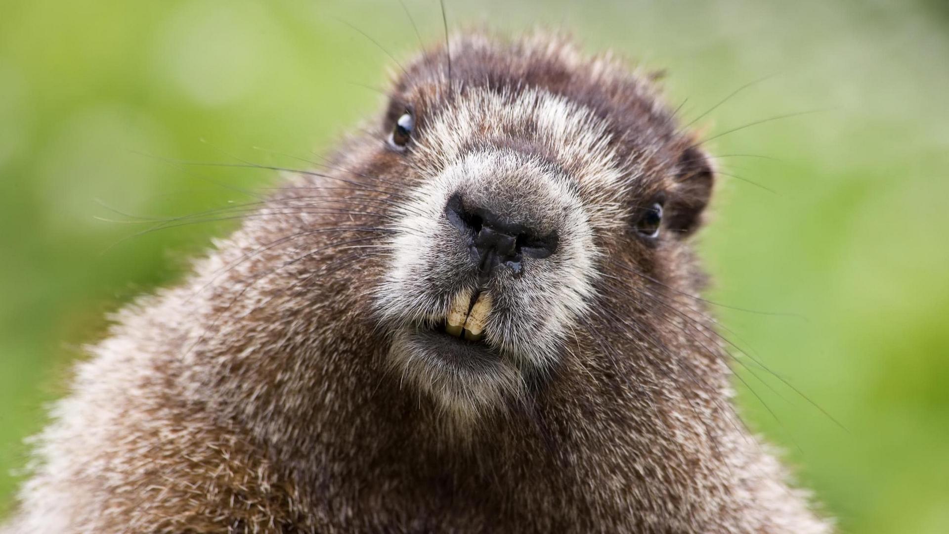 Wallpapers Beaver, Face, Teeth, Fur