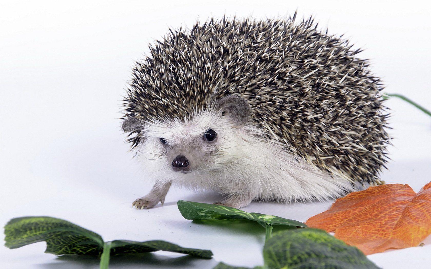 106 Hedgehog HD Wallpapers