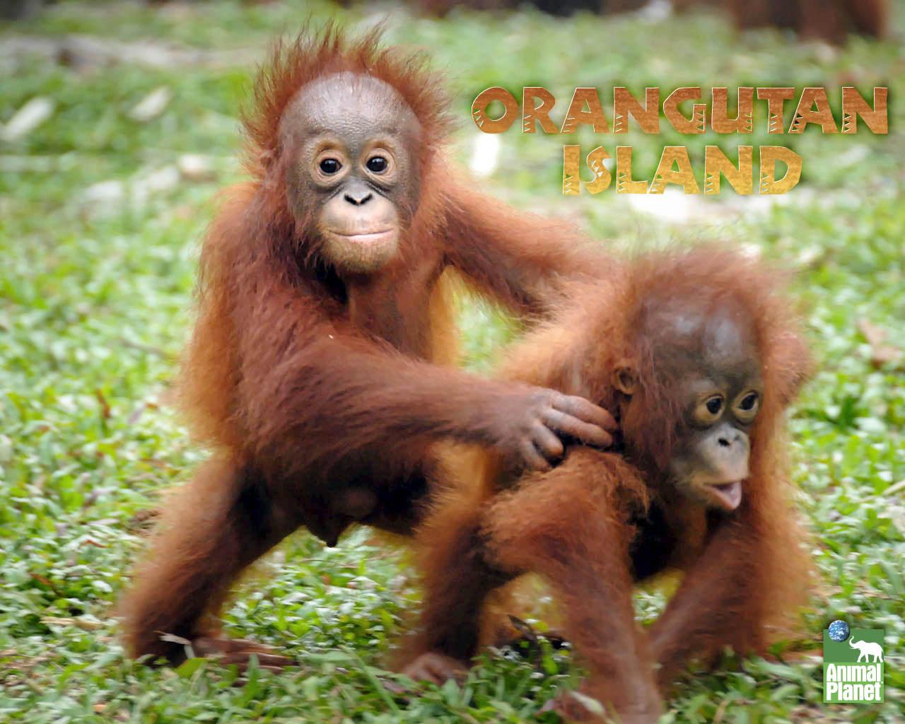 Nice Orangutan Wallpapers []