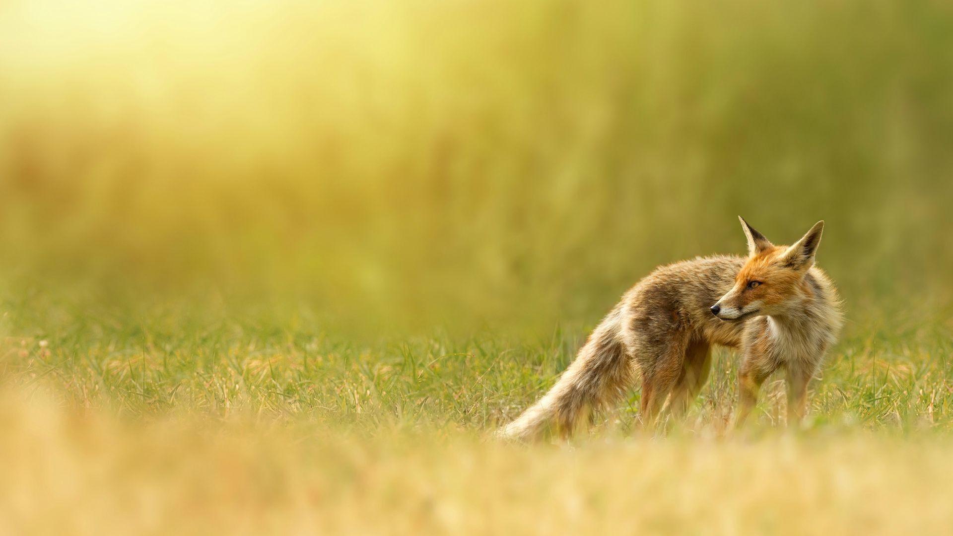 fox wallpapers, red fox, red, nature, grass