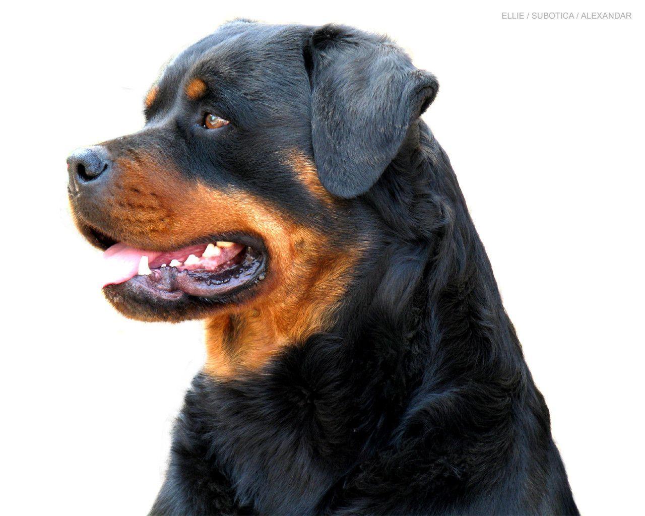 Beautiful Rottweiler