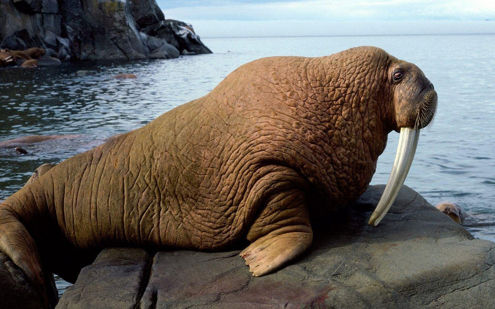 19 Walrus Wallpapers