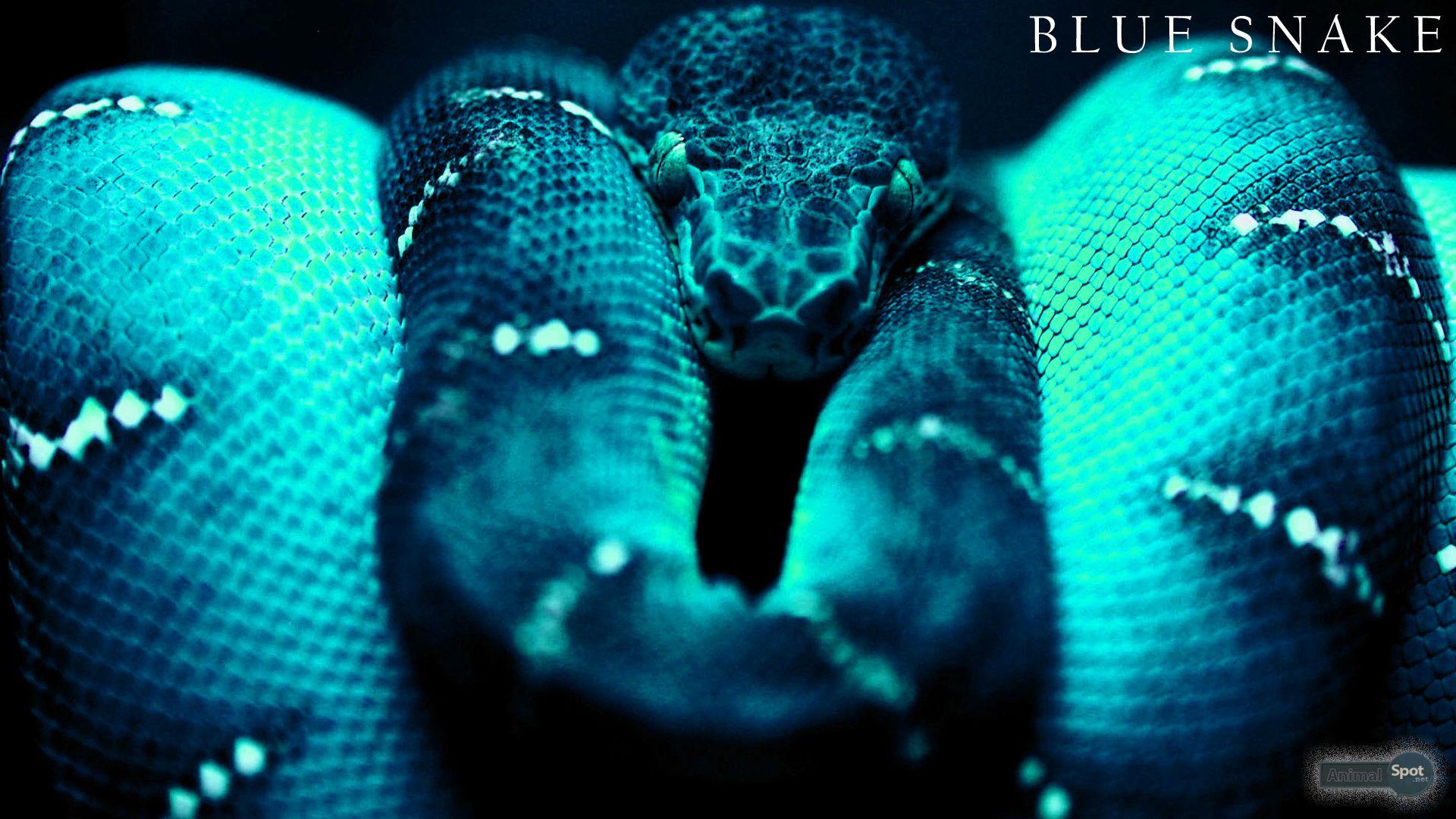 snakes image Snake HD wallpapers and backgrounds photos