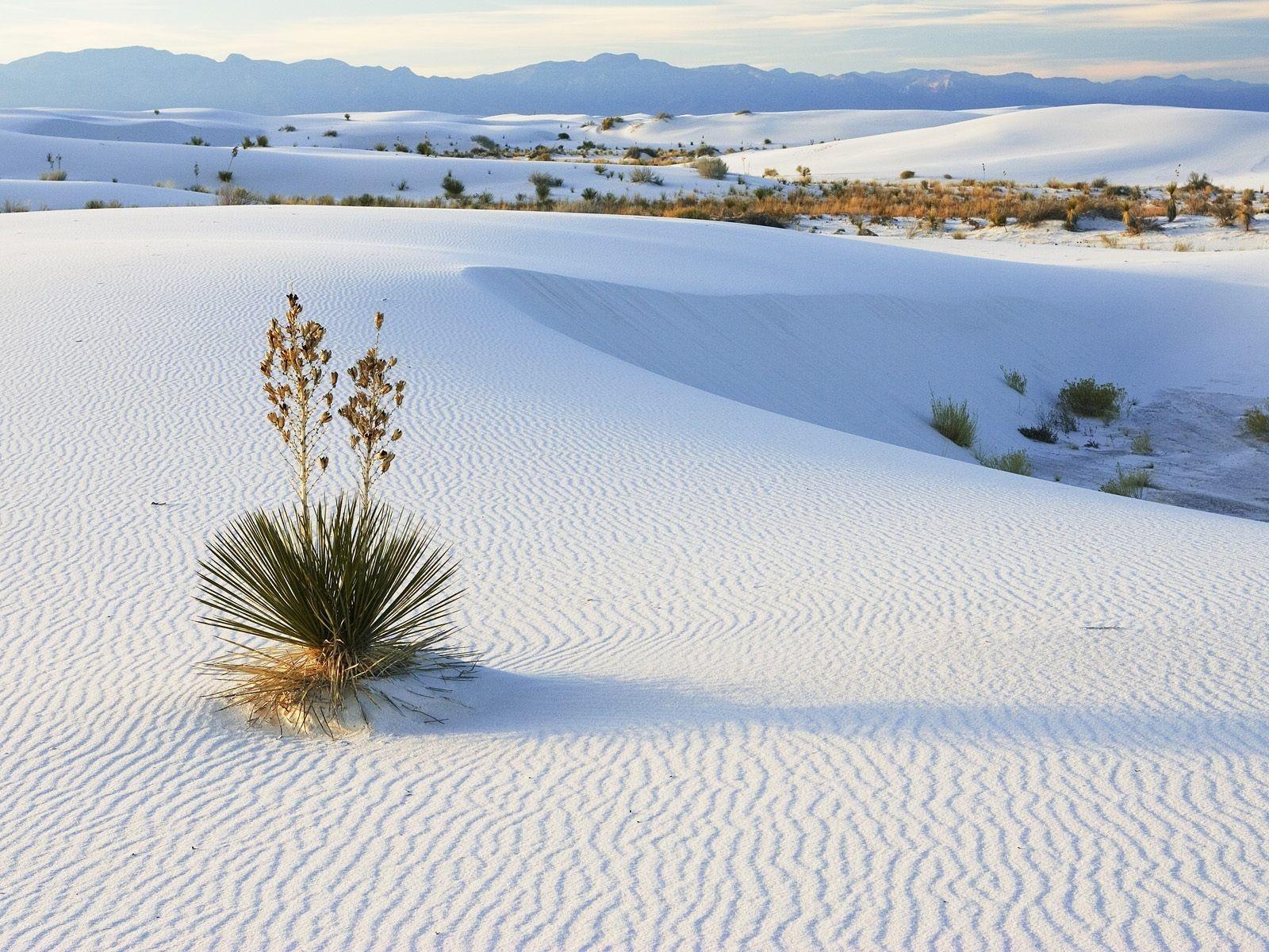 Beach Growing New Mexico Nature Sand National Yucca White Sands