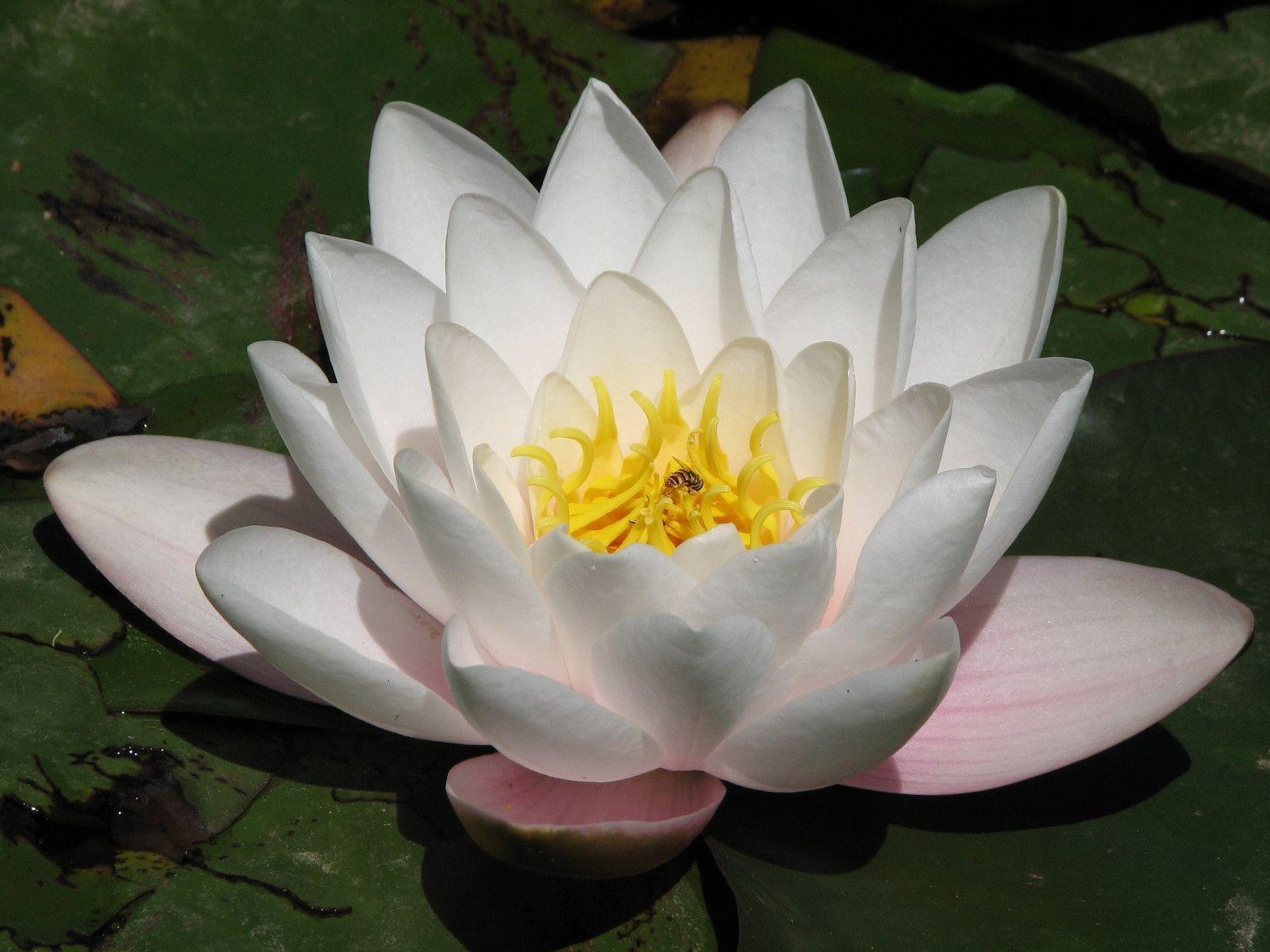 Lotus Flower HD Wallpapers