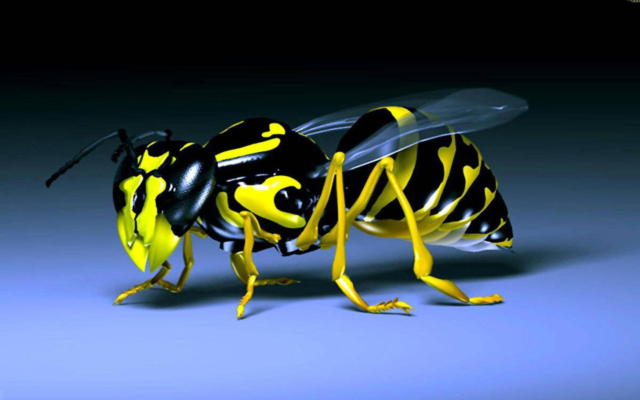 Wasp Black And Yellow Insect Desktop Hd Wallpapers