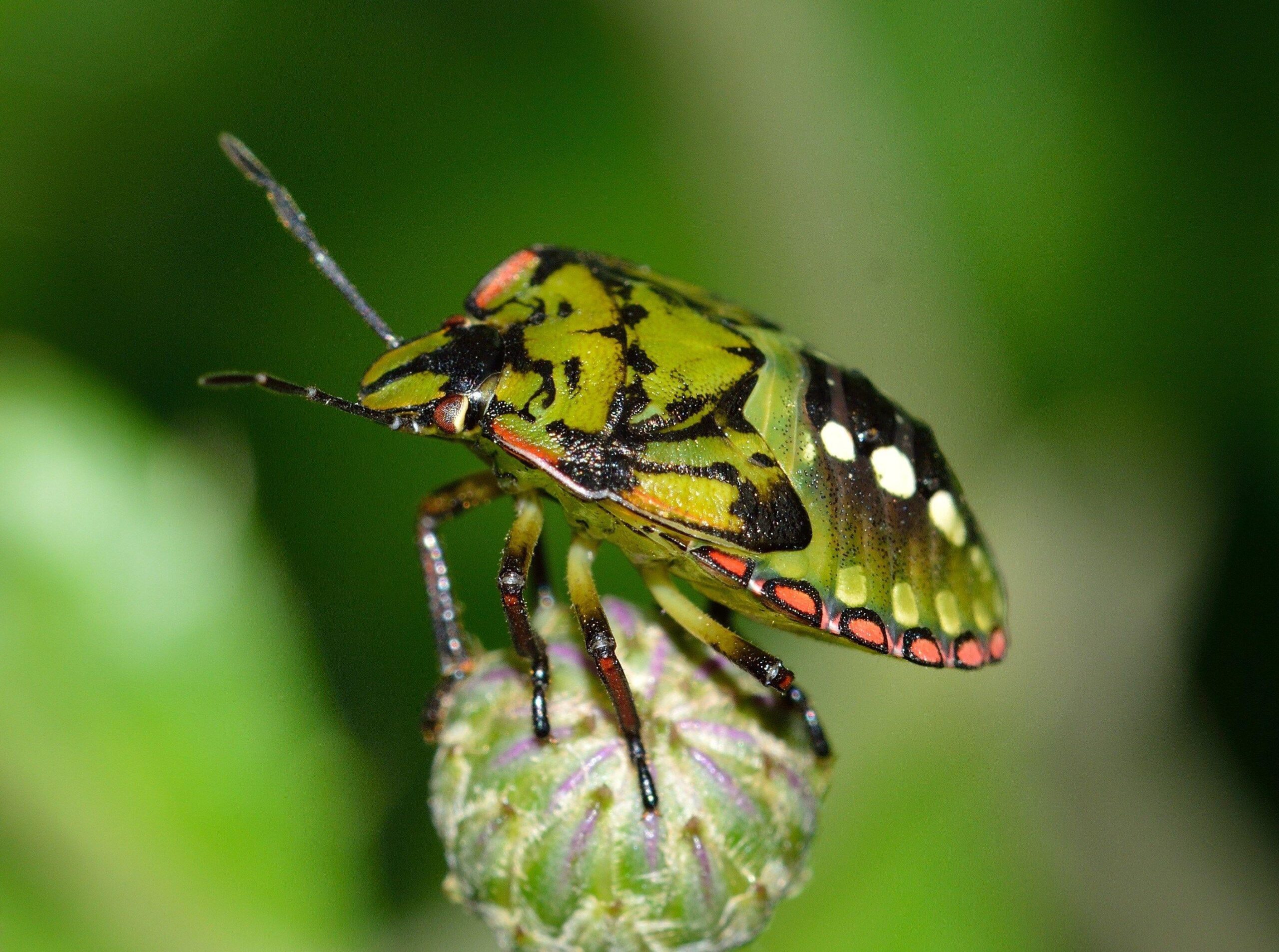 desktop wallpapers for stink bug